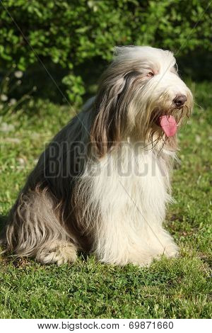 Bearded Kollie In The Garden
