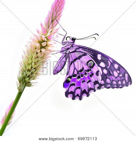 Purple Butterfly On Flower