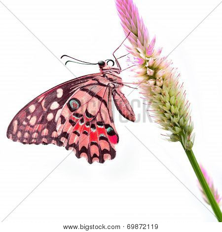 Red Butterfly On Flower