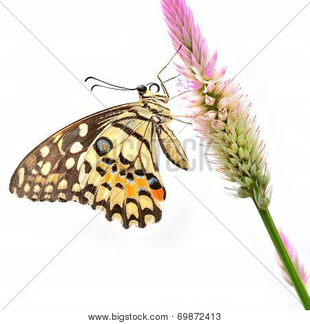 Lime Butterfly On Flower