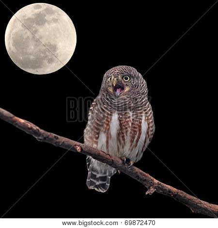 Asian Barred Owlet