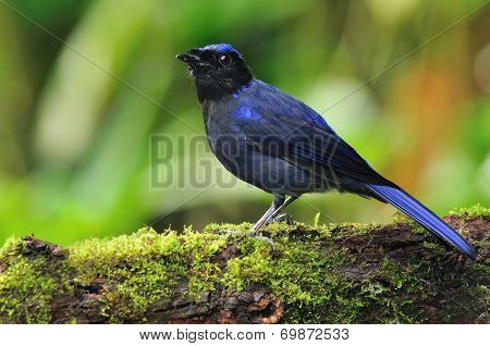 Large Niltava Bird