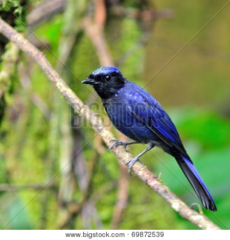 Large Niltava Bird