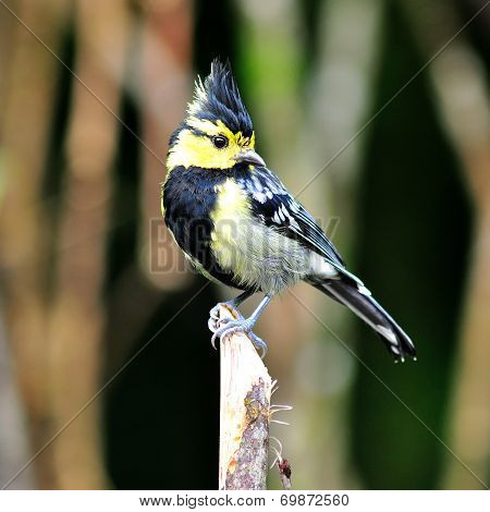 Yellow-cheeked Tit
