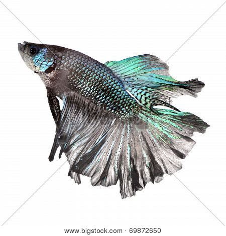 Siamese Fighting Fish