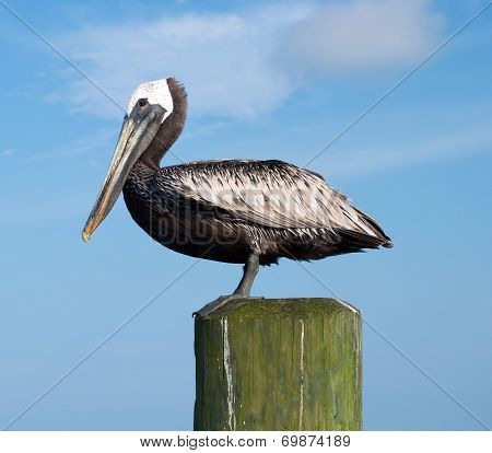 Pelican