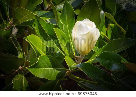 Magnolia bud.