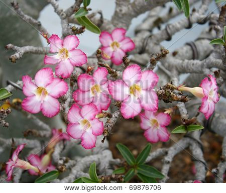 Pink Flower, Adenium Obesum Tree, Desert Rose, Impala Lily