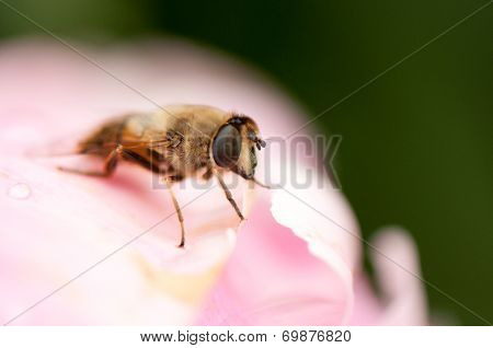 insect on a pink flower