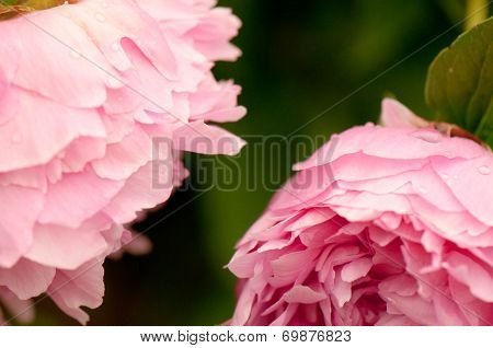 two pink flowers