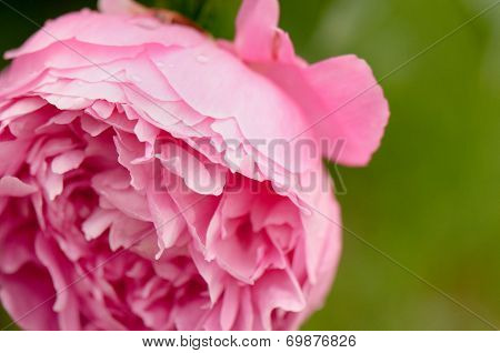 pink flower