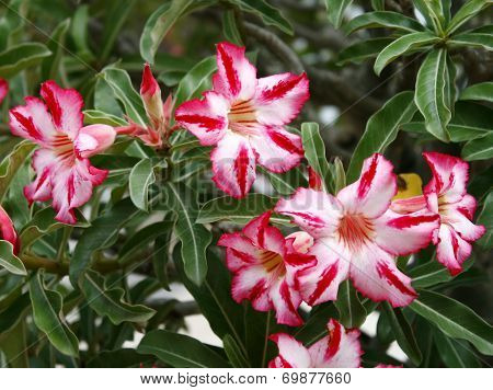 Pink Flower, Adenium Obesum Tree, Desert Rose, Impala Lily