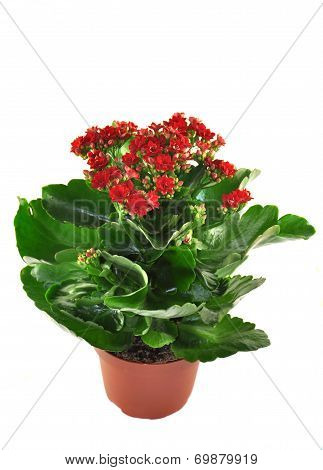 Blooming Kalanchoe Isolated On A White Background