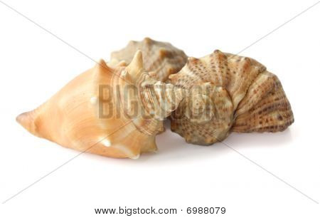 Trois obus sur un fond blanc