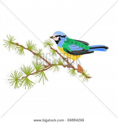 Titmouse Bird On Larch Vector