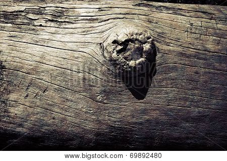 Fallen Beach Tree