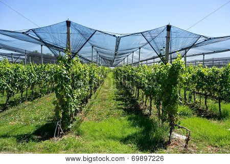 Vineyard With Modern System For Irrigation And Nets Against Hail.