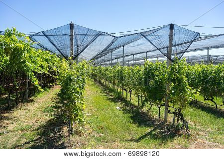 Vineyard With Modern System For Irrigation And Nets Against Hail.