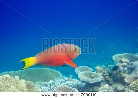 Oceano Indiano. Pesci coralli