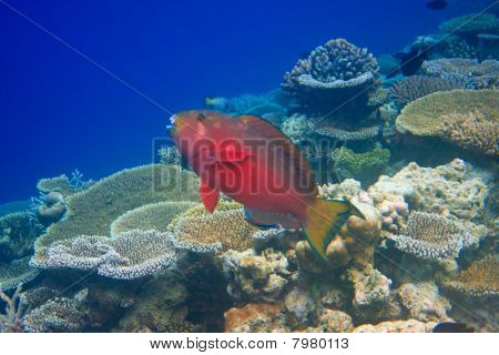 Oceano Indiano. Pesci coralli
