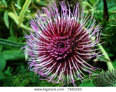 blomst