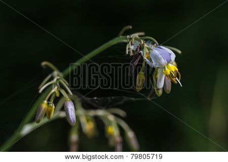 Flax lily flower