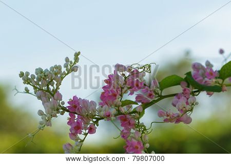 Antigonon Leptopus  In The Garden