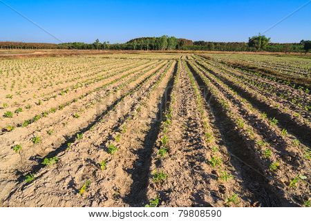 Young yardlong bean plant in the farm