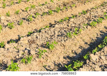 Young yardlong bean plant in the farm