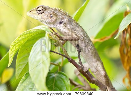 Lizard On Tree.