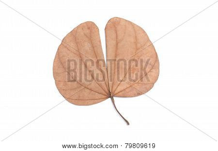 Bauhinia Aureifolia Isolated On White.