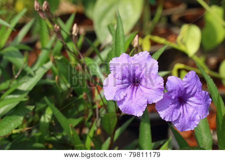 A Purple  Hibiscus Flower At The Park