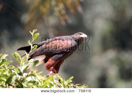 Harris's hawk kigger op