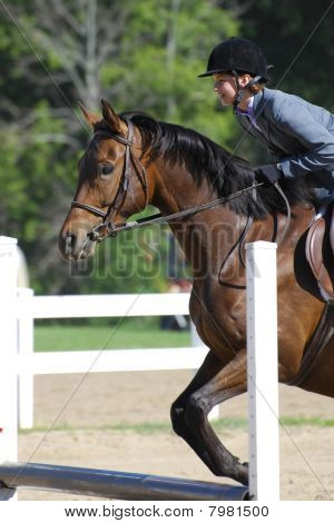Pferd springen
