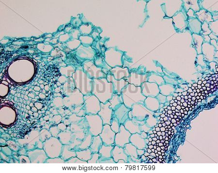Cucurbita Stem Micrograph