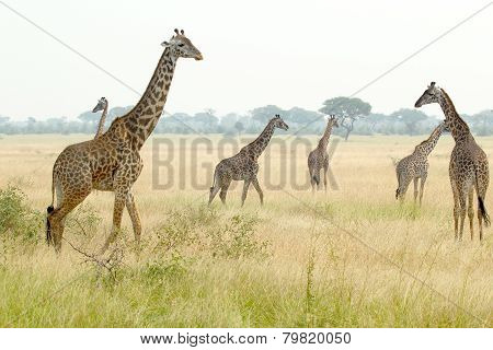 Herd Of Giraffes In Tanzania
