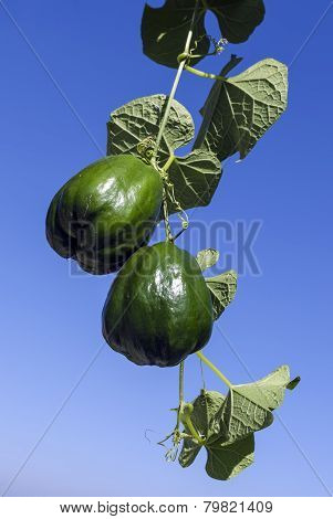 Squash vegetable
