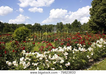 Rose Garden