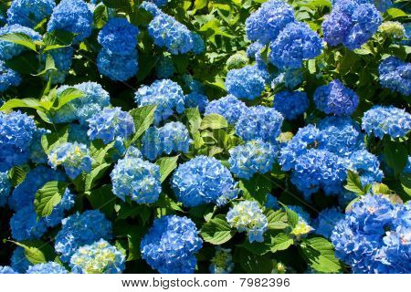 Hydrangea Macrophylla