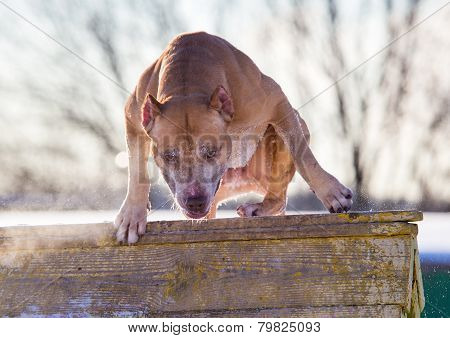 American Pit Bull Terrier Jumps Over An Obstacle
