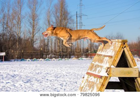 American Pit Bull Terrier Jumps Over An Obstacle
