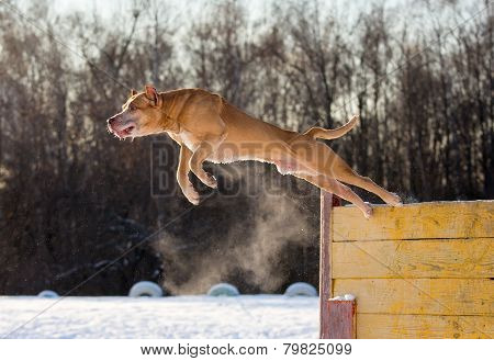 American Pit Bull Terrier Jumps Over Hurdle