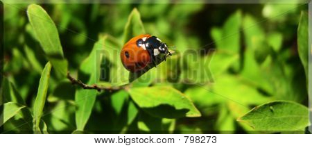 Lady Bird Lady Bird