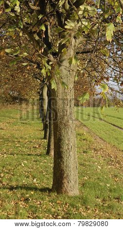tree line
