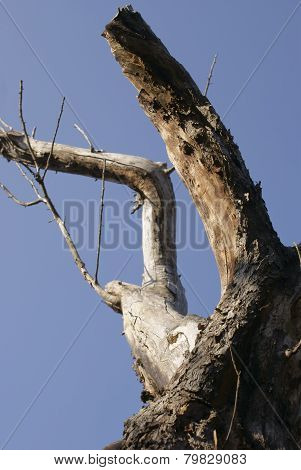 dead standing tree