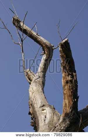 dead standing tree