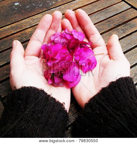 Winter Blossom In My Hands