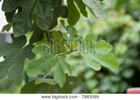 feuilles