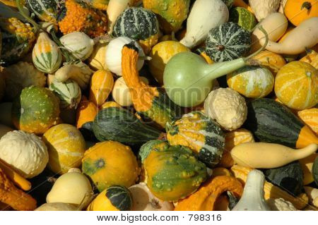 Gourds