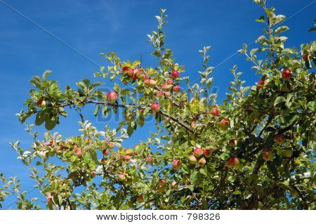 Apple tree